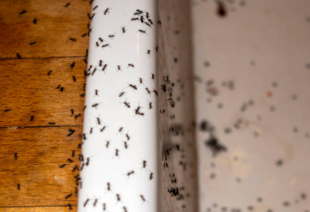 Best Local Pest Control Services  in Brookings, OR