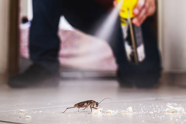 Best Termite Control Services  in Brookings, OR